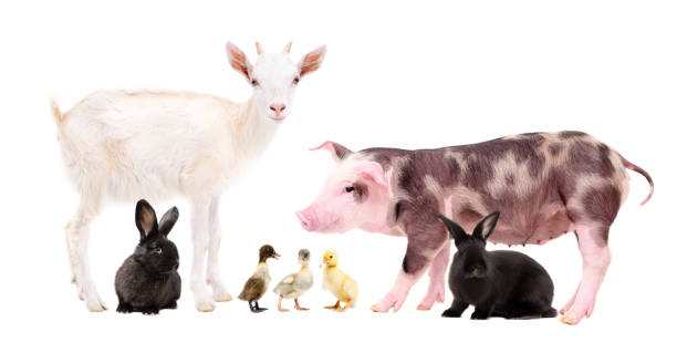 istock Farm animals standing together isolated on white background 1139896035