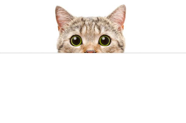 istock Cat Scottish Straight peeking from behind a banner 1139896044