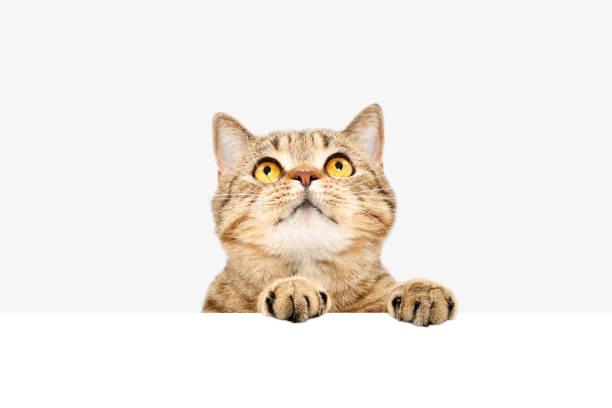 istock Attractive Scottish Straight cat, peeking from behind a banner 1139896046