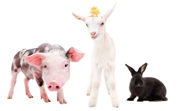istock Group of curious farm animals standing together 1139896055