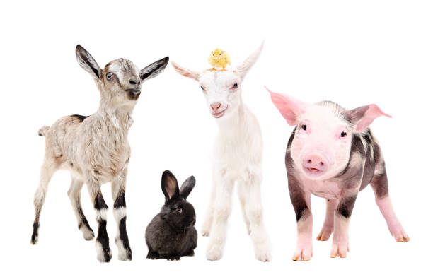 istock Cute little farm animals standing isolated on white background 1139896073