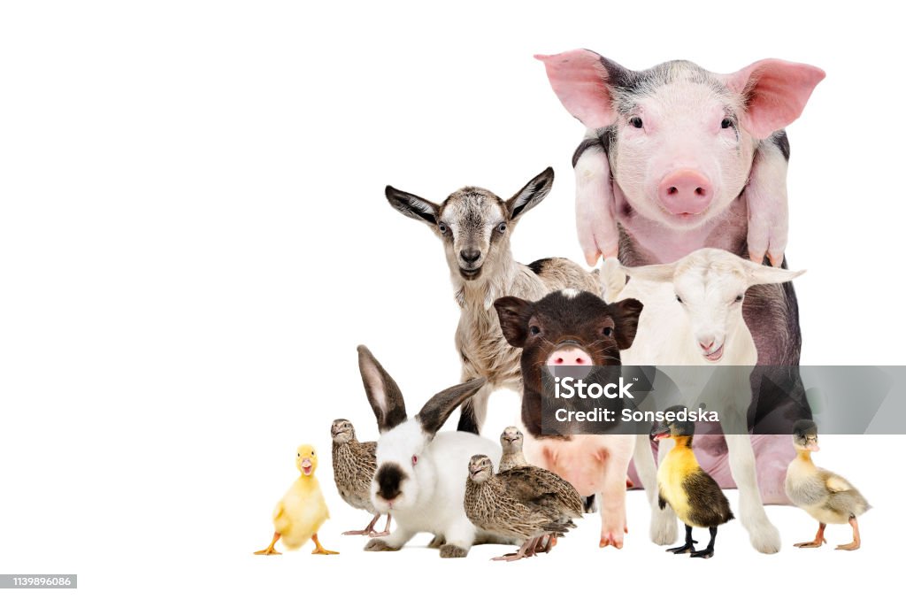 Group Of Cute Farm Animals Together Isolated On White Background Stock  Photo - Download Image Now - iStock