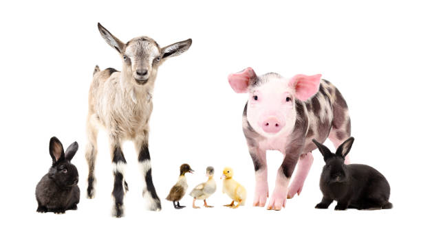 istock Farm animals, standing together, isolated on white background 1139896100