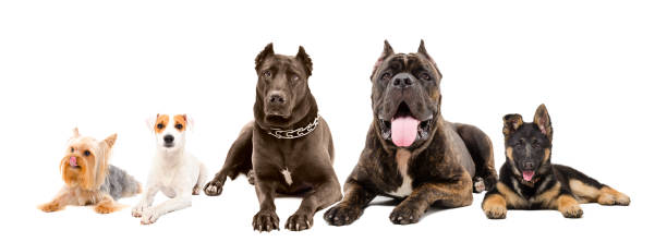 istock Five dogs of different breeds lying together isolated on white background 1139896103