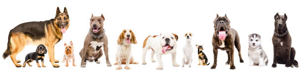 istock Group of eleven cute dogs, isolated on white background 1139896155
