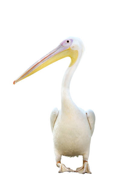 istock Pelican standing isolated on white background 1139896185