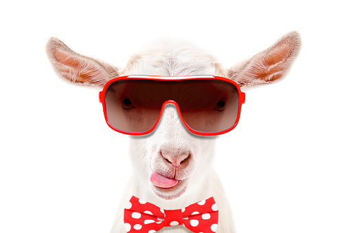 Portrait of funny white goat in a sunglasses and bow tie, showing the tongue. isolated on white background