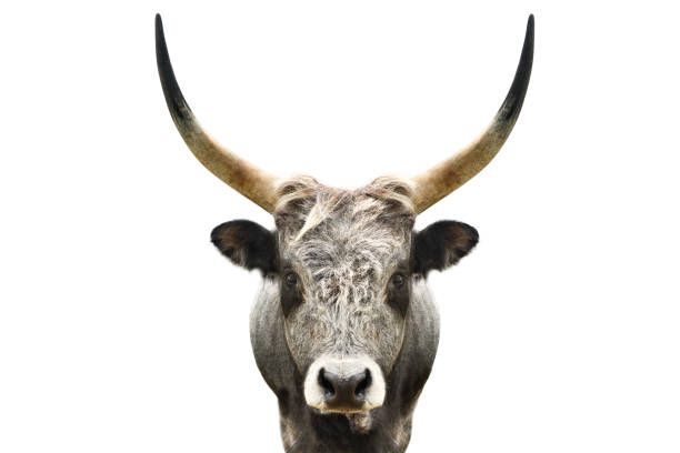 Portrait of a wild forest bull isolated on white background Portrait of a wild forest bull isolated on white background gaur stock pictures, royalty-free photos & images