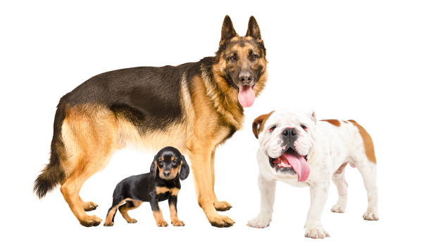 four dogs standing together isolated on white background - pets curiosity cute three animals imagens e fotografias de stock