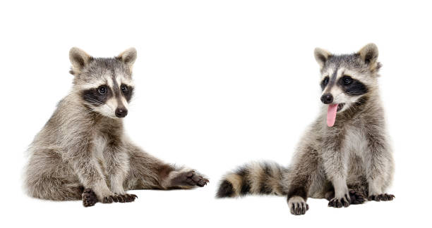 istock Two funny raccoons sitting isolated on white background 1139896347
