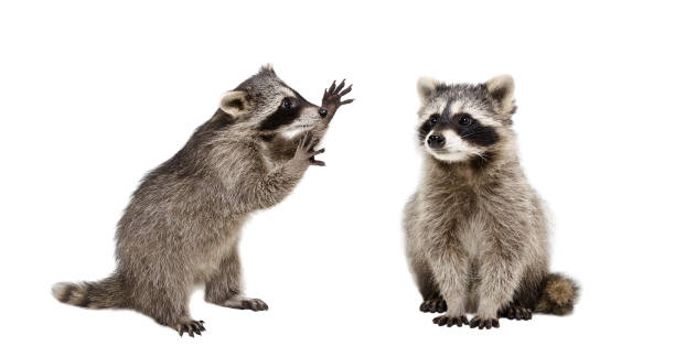 Two funny raccoons, isolated on white background stock photo