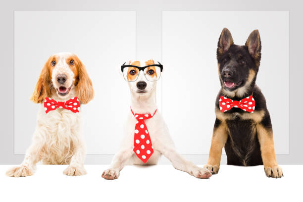 istock Three funny dogs in ties in the office 1139896377
