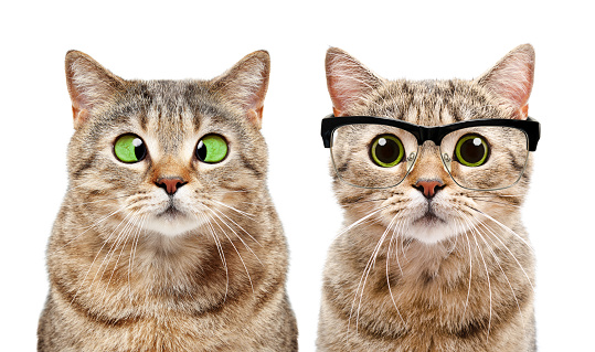 Portrait of two cute cats with eye diseases
