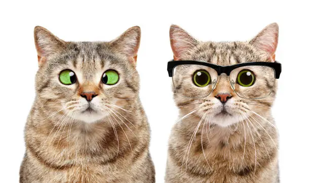 Photo of Portrait of two cute cats with eye diseases