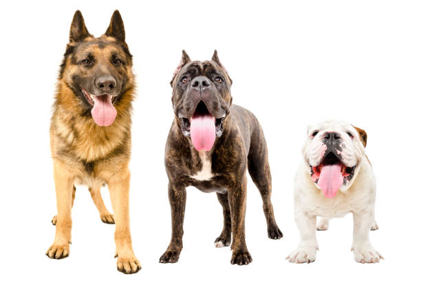 three dogs standing together, isolated on white background - pets curiosity cute three animals imagens e fotografias de stock