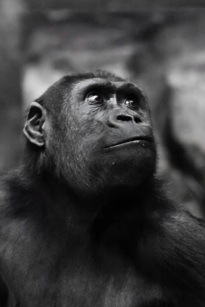 istock Serious big monkey look. An adult female gorilla with a serious expression smiles sideways 1139896552