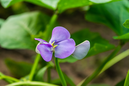 bean flower in garden with green leaves on background