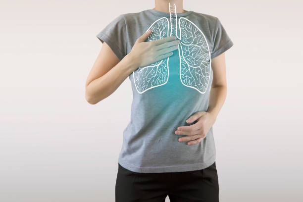 graphic visualisation of healthy human lungs highlighted blue - respiratory system imagens e fotografias de stock