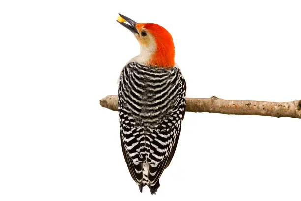 Red-bellied woodpecker holds a kernel of corn in its beak, Full view of the striped black and white feathers and a profile of its red head holding a piece of corn in its beak. White background