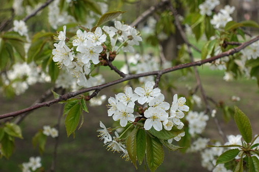 Diagonal branch of blossoming cherry in spring