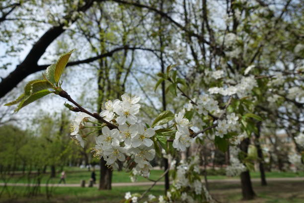 istock Flowering branch of cherry tree in spring garden 1139899426