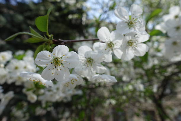 Five petaled white flowers of cherry in spring