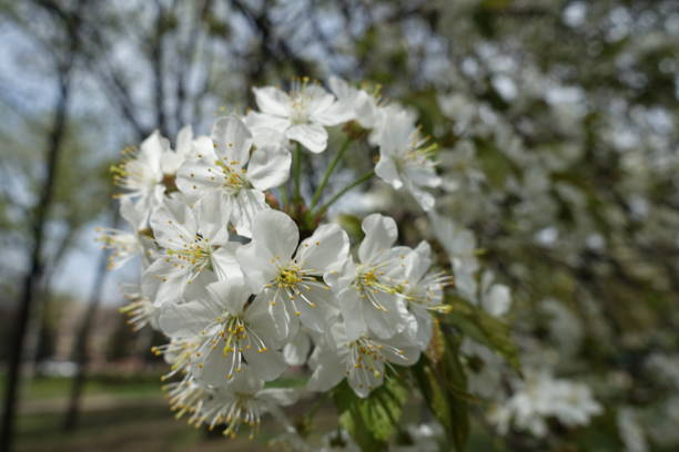 Fully opened white flowers of cherry tree in spring