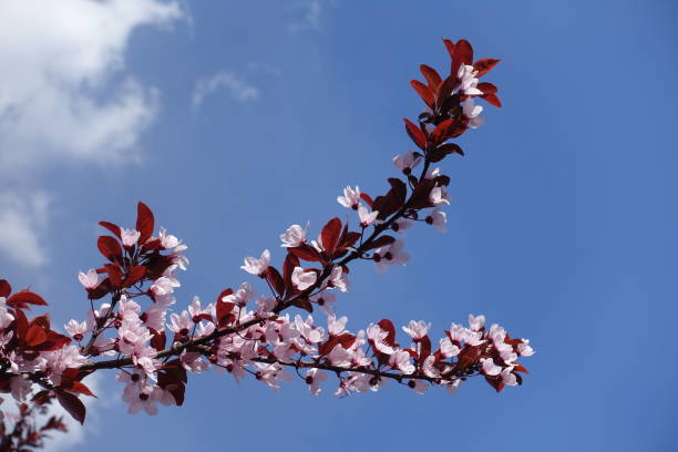 푸른 하늘에 대 한 프루 누스 pissardii의 꽃이 만발한 가지 쌍 - petiole 뉴스 사진 이미지