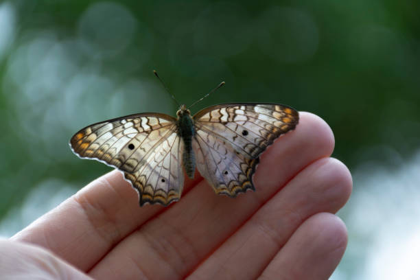 istock butterfly Anartia Jatrophae 1139899767