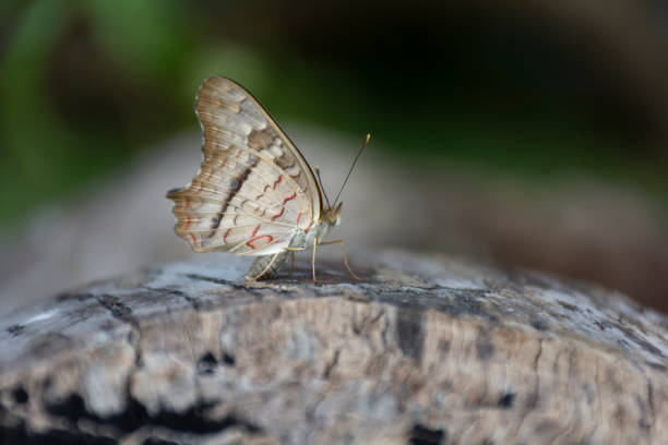 a butterfly on tree bark
