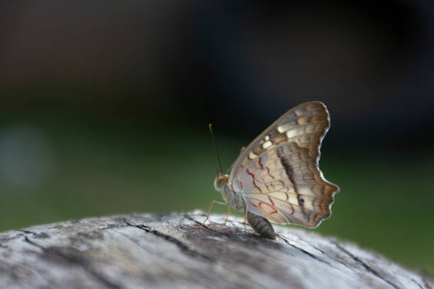istock butterfly Anartia Jatrophae 1139900669