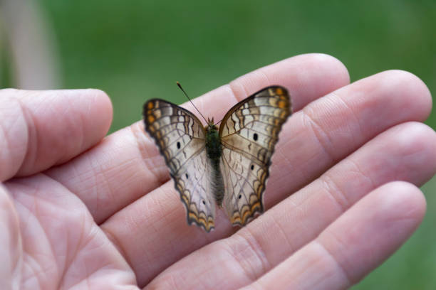 istock butterfly Anartia Jatrophae 1139901370