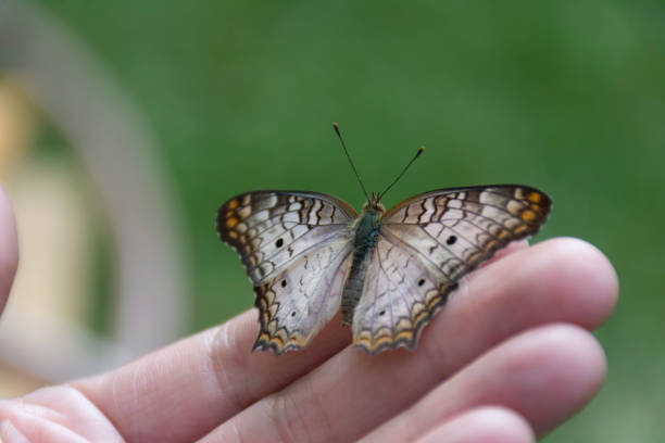 istock butterfly Anartia Jatrophae 1139901554