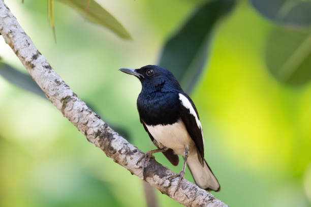 istock Charming bird in black and white color ,closeup. 1139901728
