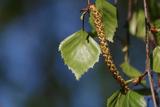 istock Branch and leaves of birch tree 1139903531