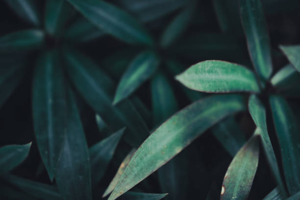 istock Selective focus closed up tropical summer green leaf background with dark color tone. 1139903822