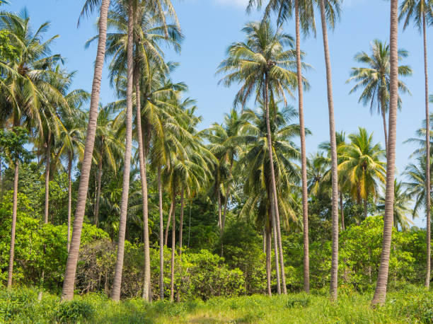 piękne palmy kokosowe gospodarstwa w koh samui wyspa tajlandia. tropikalny krajobraz - thailand surat thani province ko samui coconut palm tree zdjęcia i obrazy z banku zdjęć
