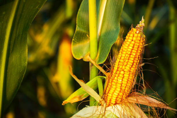 istock The corn plant in the field 1139904747