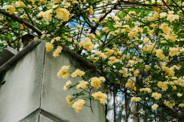 istock yellow rosa banksiae 1139904779