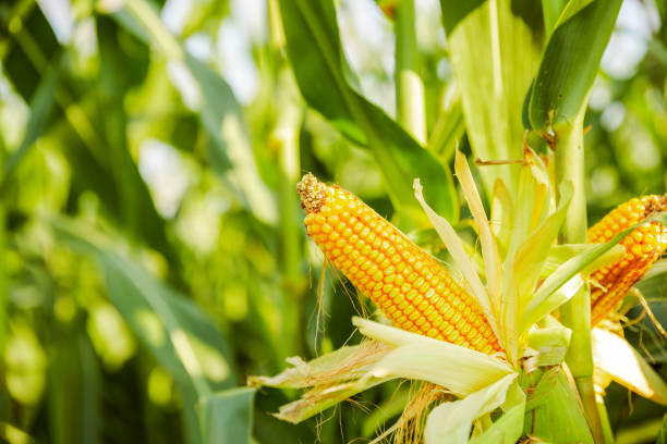 istock The corn plant in the field 1139904907