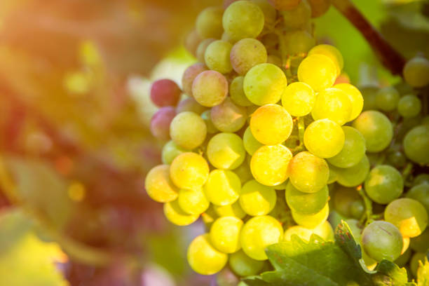 istock Red grapes in the vineyard 1139905040