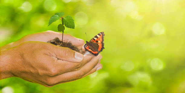 istock Joung Plant in Hands 1139905191