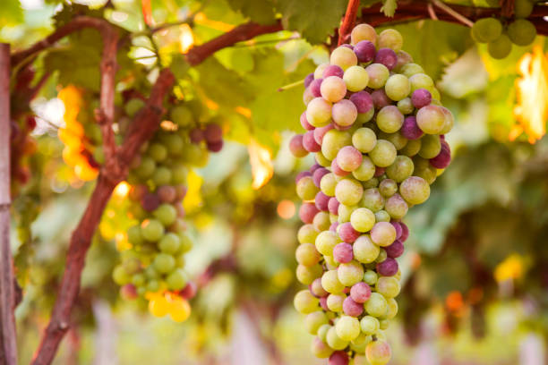 Europe, Vineyard, Bordeaux, Close-up, Grape