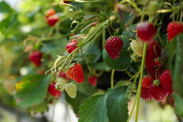 strawberry garden - strawberry plant imagens e fotografias de stock