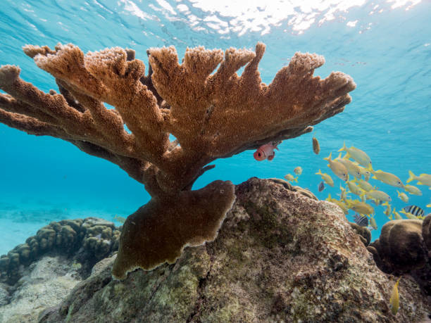 zeegezicht van koraalriffen in de caribische zee rond curacao bij dive site playa kalki met big elkhorn coral - acropora palmata stockfoto's en -beelden