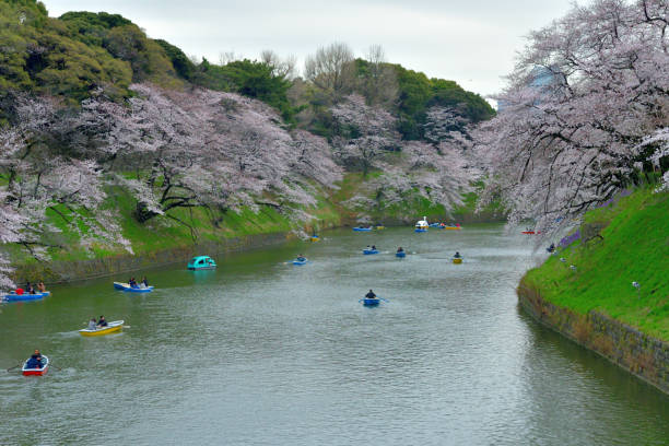 osservazione dei fiori di ciliegio dalla barca al chidorigafuchi park, tokyo - japan nautical vessel sakura tokyo prefecture foto e immagini stock