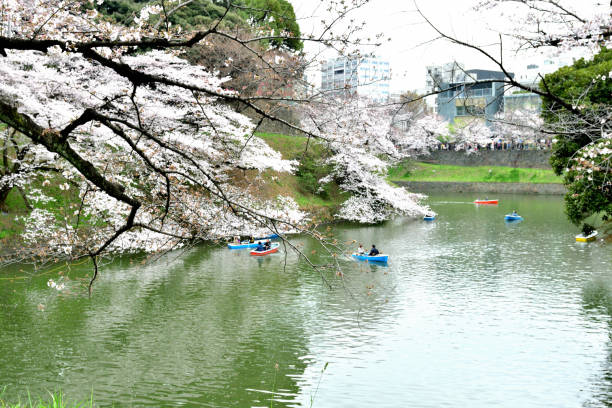 osservazione dei fiori di ciliegio dalla barca al chidorigafuchi park, tokyo - japan nautical vessel sakura tokyo prefecture foto e immagini stock