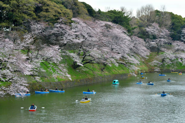 osservazione dei fiori di ciliegio dalla barca al chidorigafuchi park, tokyo - japan nautical vessel sakura tokyo prefecture foto e immagini stock