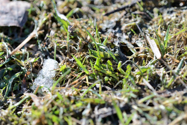 istock Fresh new green grass in a clearing in the forest close up 1139908455