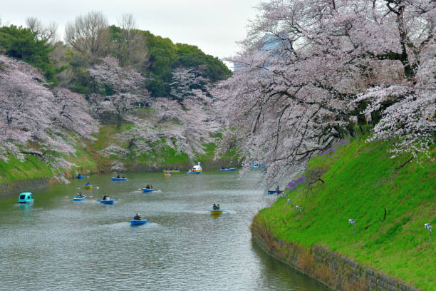 osservazione dei fiori di ciliegio dalla barca al chidorigafuchi park, tokyo - japan nautical vessel sakura tokyo prefecture foto e immagini stock